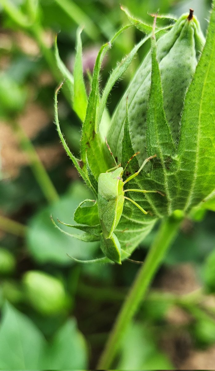 Jeremy Greene tweet media