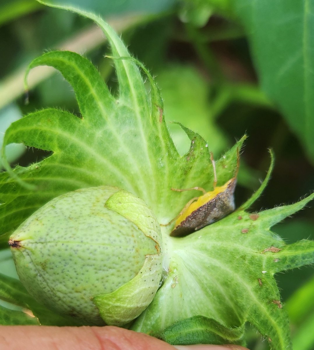 Jeremy Greene tweet media