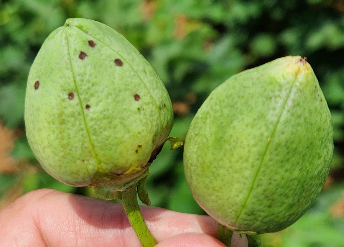 It's August, so "Stink Bug Month" has started. I'm seeing adults mating, egg masses hatching, nymphs, and boll injury. Quick tip - sort your bolls to be opened by those with and without external lesions, and open those with external lesions first - can speed up field assessment.