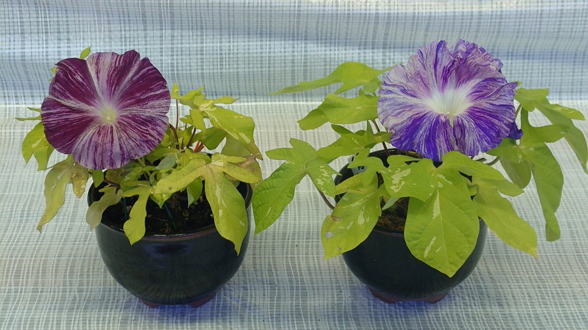 あさがお様 あさがおさいた (しぜんにタッチ!) | 茂徳, 大久保 |本 | 通販 | Amazon