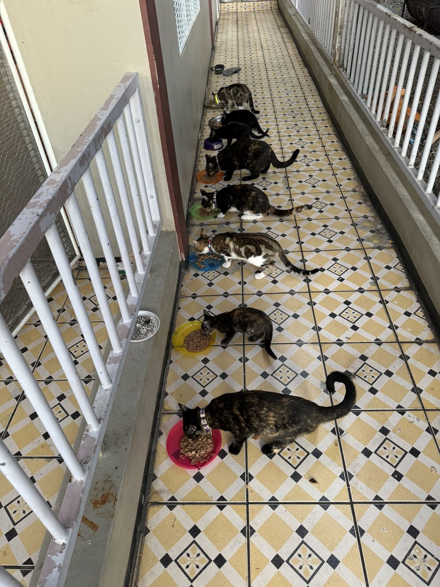 hockeyloversim's tweet image. Our fur babies 🥰 #CatTwitter #8cats #FailedFosters