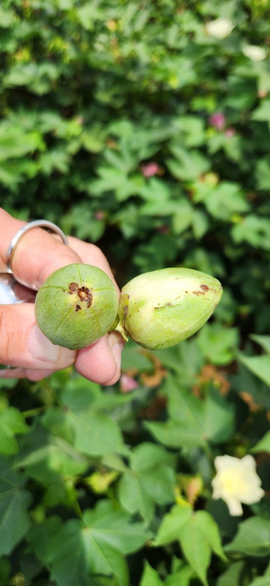 Some low-level bollworm injury in 2-gene Bt cotton this week. Seeing about 1 to 2% but not yet at 5% threshold mark. No bollworm damage in 3-gene Bt cotton this week.