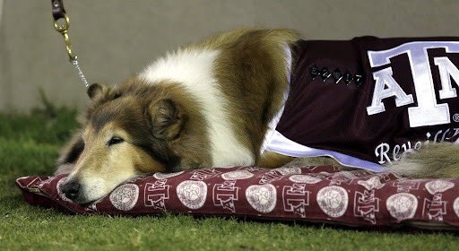 Kyle Umlang tweet media