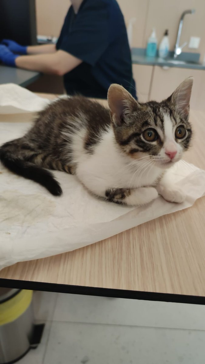 ayudaaanimales2's tweet photo. AYUDA por favor! Necesito recaudar casi 1000€ antes de mañana para ASLAN es su ultima oportunidad😭
Bizum: 611628790/647127872
Cuenta: ES25 2100 4139 1213 0025 2965  https://t.co/ntAAVaLxFH Concepto: Aslan
¡Un último empujón, por favor! 
¡GRACIAS! https://t.co/ZNUmQLfcUZ