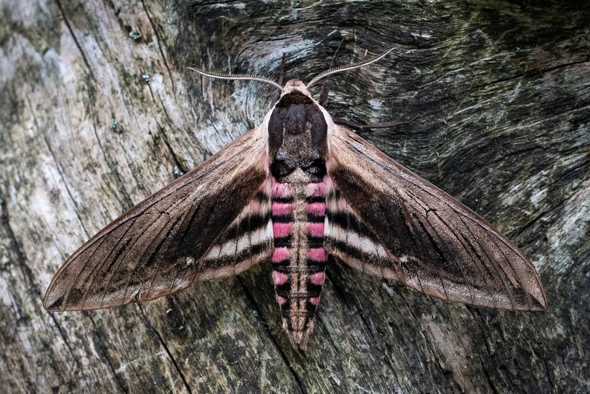 Simon Gray tweet media