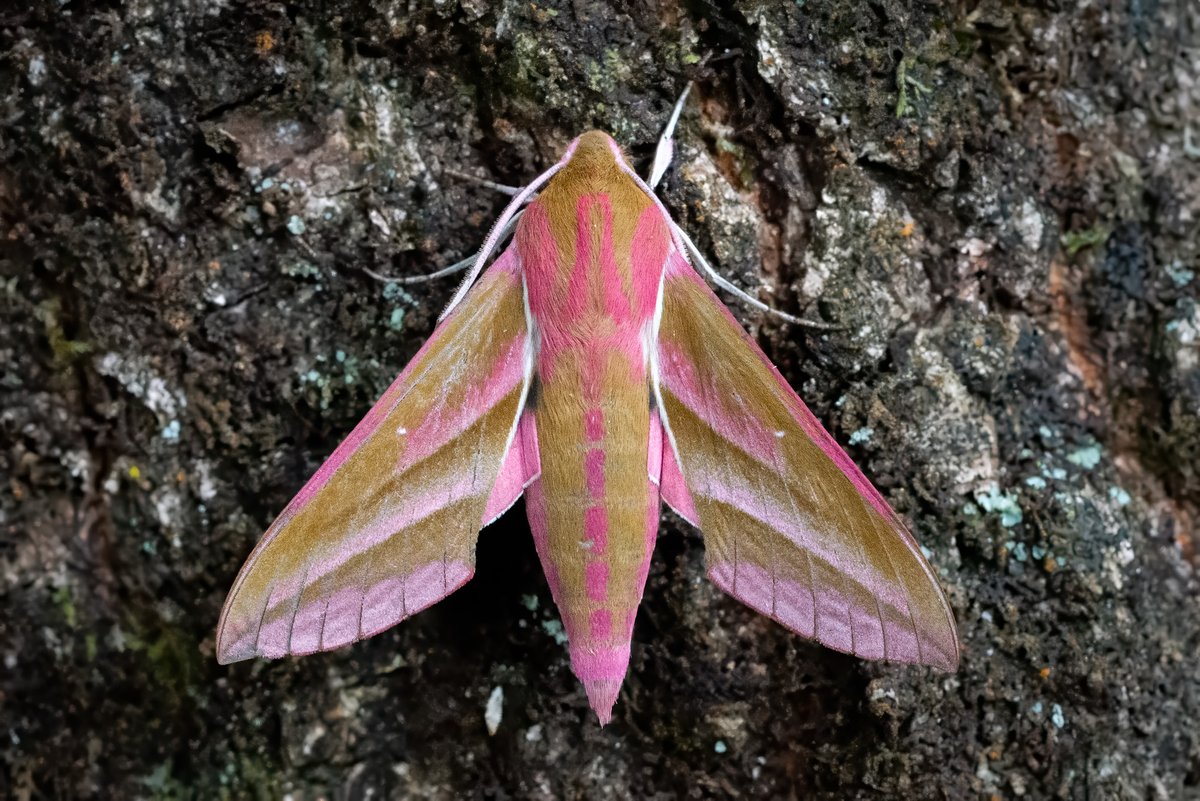 Simon Gray tweet media