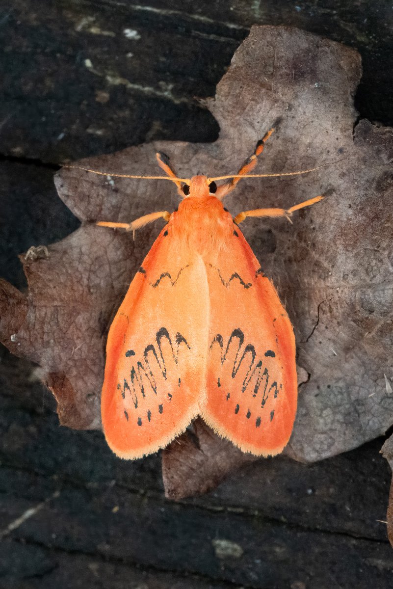 Simon Gray tweet media