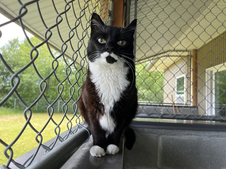BC_SPCA's tweet photo. 🐱Meet Dusty, a charming 13 year old gal with a heart of gold. Dusty loves nothing more than snuggling up with her favorite humans, purring contentedly as you pamper her with chin scratches and cuddles. Learn more about sweet Dusty at https://t.co/BclB9Bn4tA #Powellriverbc https://t.co/OwkEeqMTH3