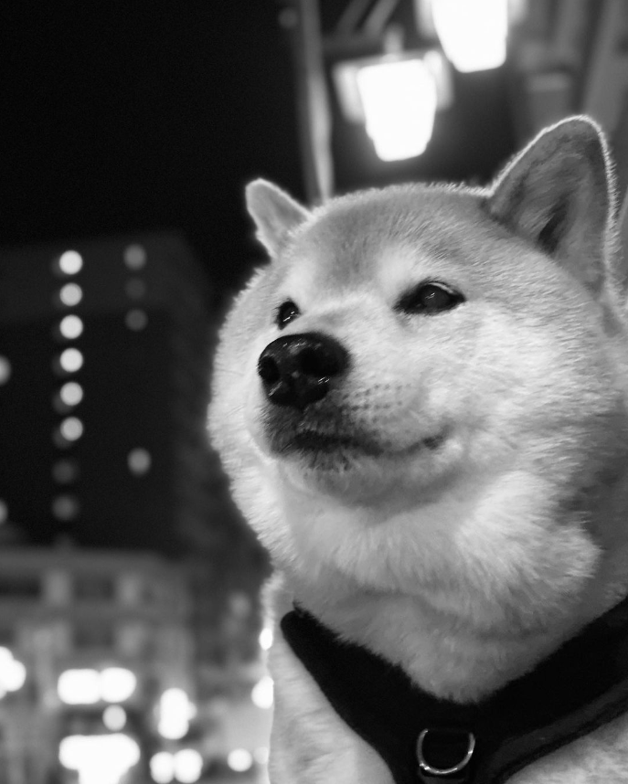 MaruTaroCoin's tweet photo. We keep looking forward with our eyes on the prize!

$MARU is the most famous #ShibaInu on IG and will soon be with the other famous #Shiba's on #ETH! 

$SHIB $KABOSU $NEIRO https://t.co/IdCtugbcbx