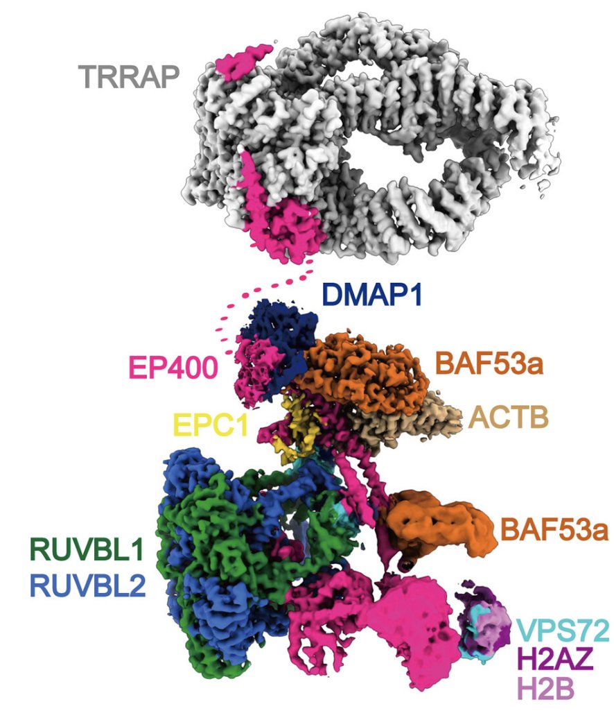 Check out NuA4/TIP60 in <a href="/ScienceMagazine/">Science Magazine</a> .
We show how this molecular Swiss army knife integrates histone exchange and acetylation in one complex to maintain genome stability 🧬 Congrats to <a href="/zhenlinUCB/">zhenlin</a> and @mameri_amel who co-first authored this work! 🧵⬇️ twtr.to/157Oh