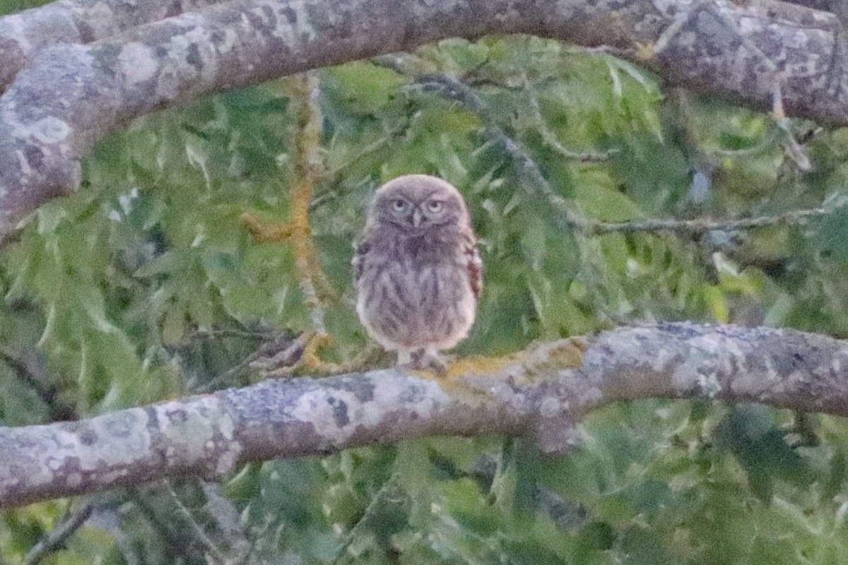 Had a lovely evening with a Little Owl in Sussex today. <a href="/SussexBirding/">Sussex Birding</a> <a href="/SussexOrnitholo/">Sussex Ornithology</a>