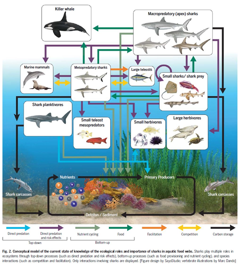 Charlie Huveneers tweet media