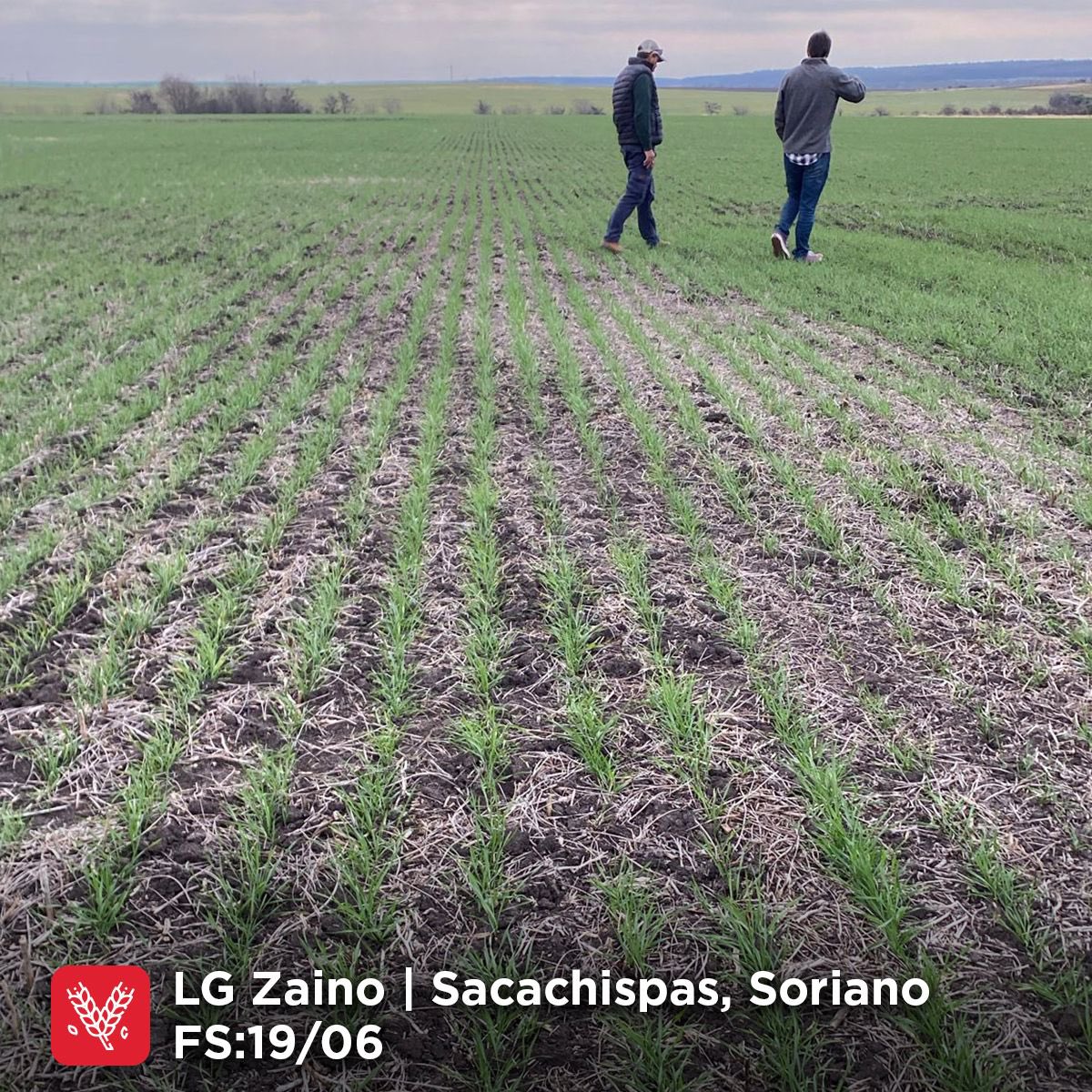 3agro's tweet photo. 🚶‍♂️Semillero LG ZAINO🔥 
🗓️FS 19/06
📍Sacachispas, Soriano

@lgsemillas 

#3agro https://t.co/YIyWMIPxFg