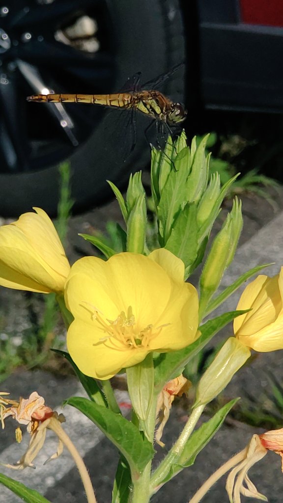 ydYW9YIUmHP14yc's tweet image. おはようございます😃

　『メマツヨイグサ（雌待宵草）』

北アメリカ原産の帰化植物🌿道端や荒れ地に生える雑草です・・・🤔
花は夕方🌇から咲き始め朝方🌅に萎みます！

花言葉【デリケート】【ほのかな恋】

感情細やかな一日になります様に✨
　🌿今日も宜しくお願いします🌿