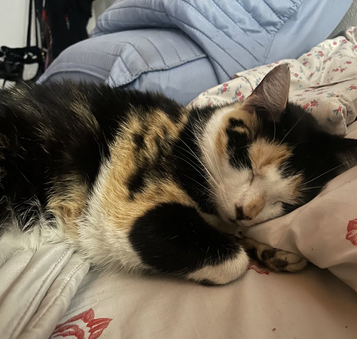 anoche estaba durmiendo y cuando me giro veo esto por favor me saco el corazón y te lo doy