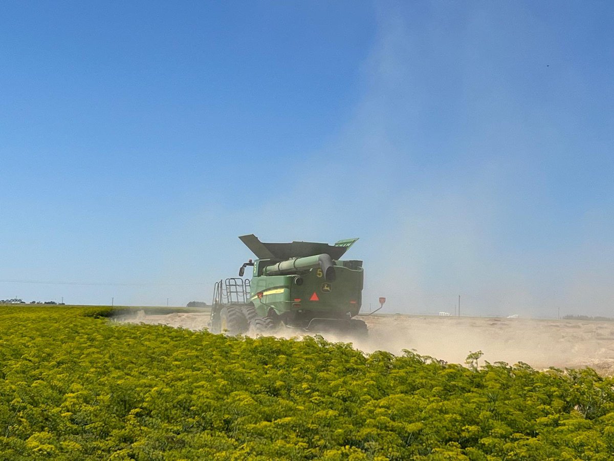 QuattroSeeds's tweet photo. And away we go! #harvest2024 @kwscanada Aviator! #ryevolution ๐พ @yannick_prg @JohnDeere https://t.co/1hzR9ZztRw