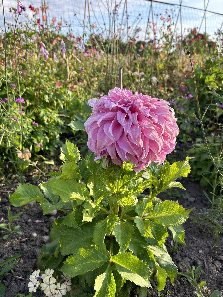 Zara Gordon Lennox tweet media