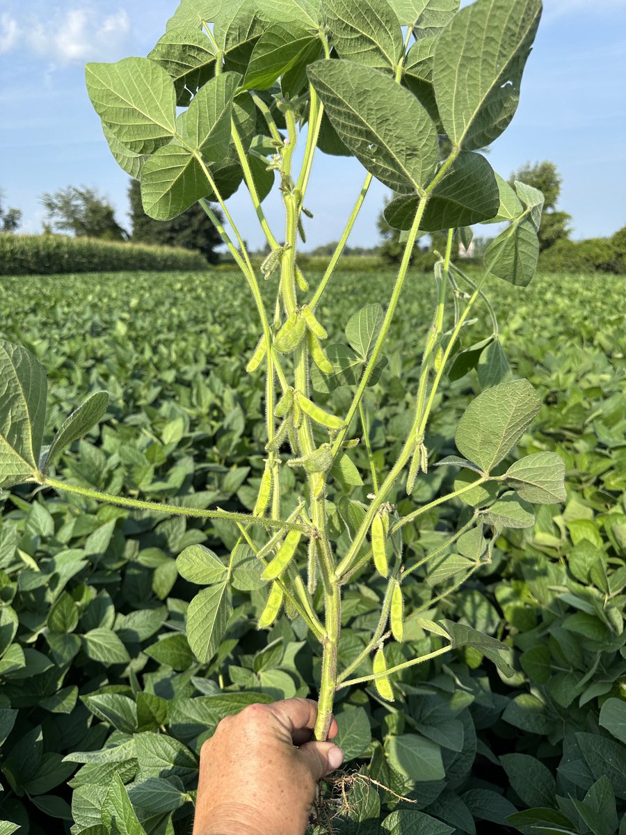 New ⁦<a href="/PioneerSeedsCA/">Pioneer Seeds Canada</a>⁩ Z series beans showing off. P09Z79E will be a huge player for us and can’t wait to fill the bulk bins up this winter.  #whatsnexthappenshere