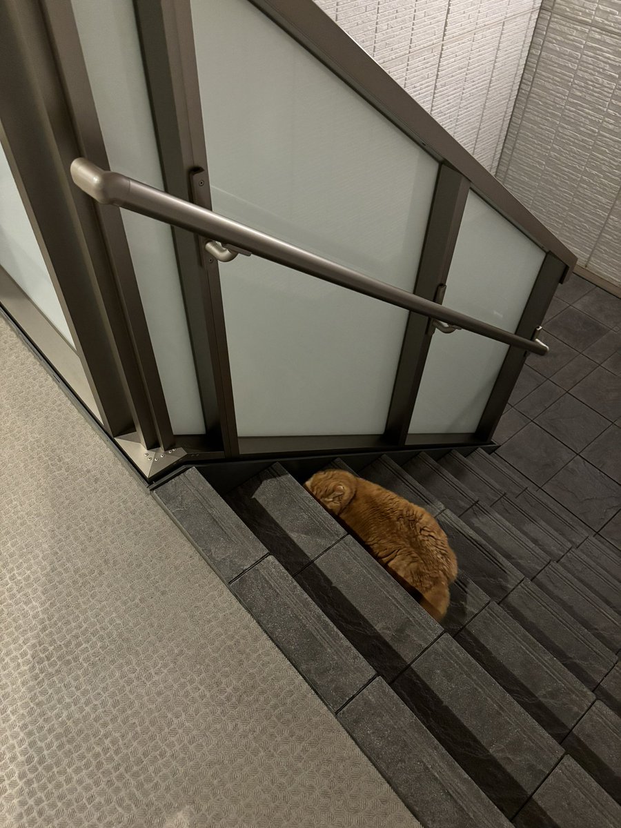 おデブの可愛い野良猫ちゃんがマンションの階段で寝そべってたので拾いました