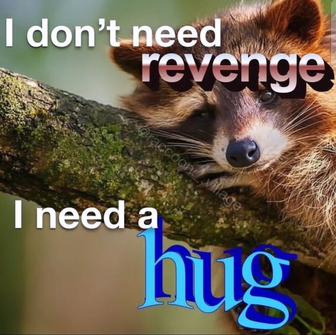 raccoon aesthetic. (@raccoonesthetic) on Twitter photo 