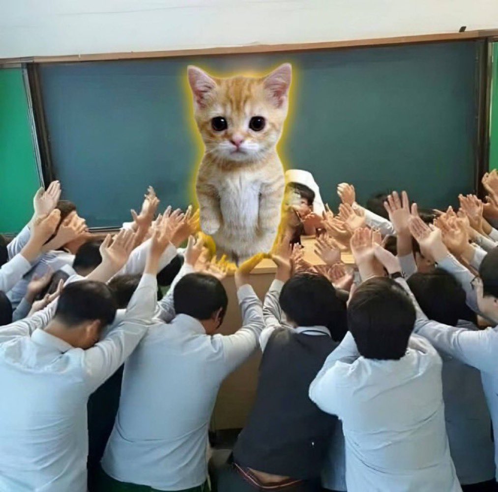 elgatoonsol's tweet photo. @PunchingCat All hail the gato 🙇‍♀️ https://t.co/PDg9qMJJAb