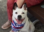 MeowMiya88's tweet photo. 📢🇺🇲🆘️🗽Please RT
32 #NYC #cats #dogs need to be rescued by 12pm Saturday August 3⏳
🆘️EUTH AT RISK BECAUSE ABANDONED🆘️
Adoption/Foster/Transport inquiries📲
Adopt@nycacc.org MLDsavingnycdogs@gmail.com Nycurgentcats@gmail.com Info@amsterdog.org
https://t.co/CoGBeXM38e https://t.co/IIj82SNjvu