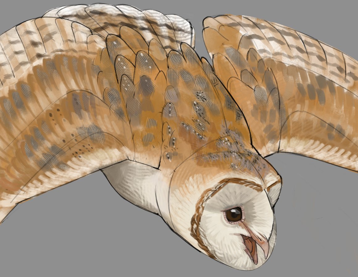 🦤 Crow Artist 🐦‍⬛🐦‍⬛🐦‍⬛🐦‍⬛🐦‍⬛🐦‍⬛🐦‍⬛🐦‍⬛🪺 tweet media