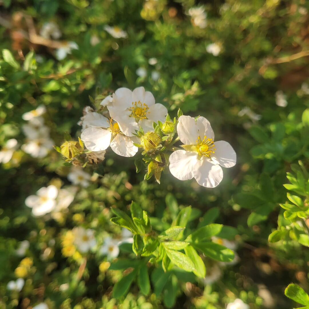 bec-views from my garden bench tweet media