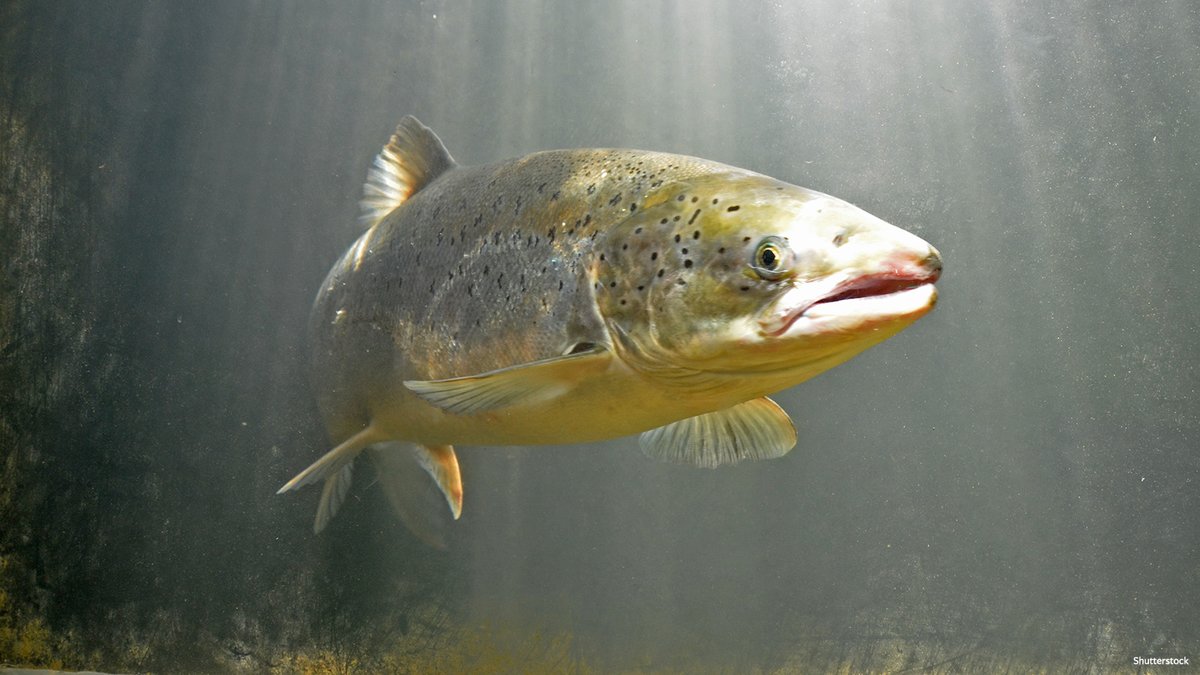 IDAUSA's tweet photo. Fishes are sentient beings, they feel pain. Mary Finelli, founder of @Fish_Feel joins In Defense of Animals in asking you to leave them off your plates.
More https://t.co/6tiHzFIdYC
RT https://t.co/fV1ZXrayqk
See our #Respect4Fish Day events, sign to help: https://t.co/wT7AzWJDey https://t.co/onleUfD8Uh