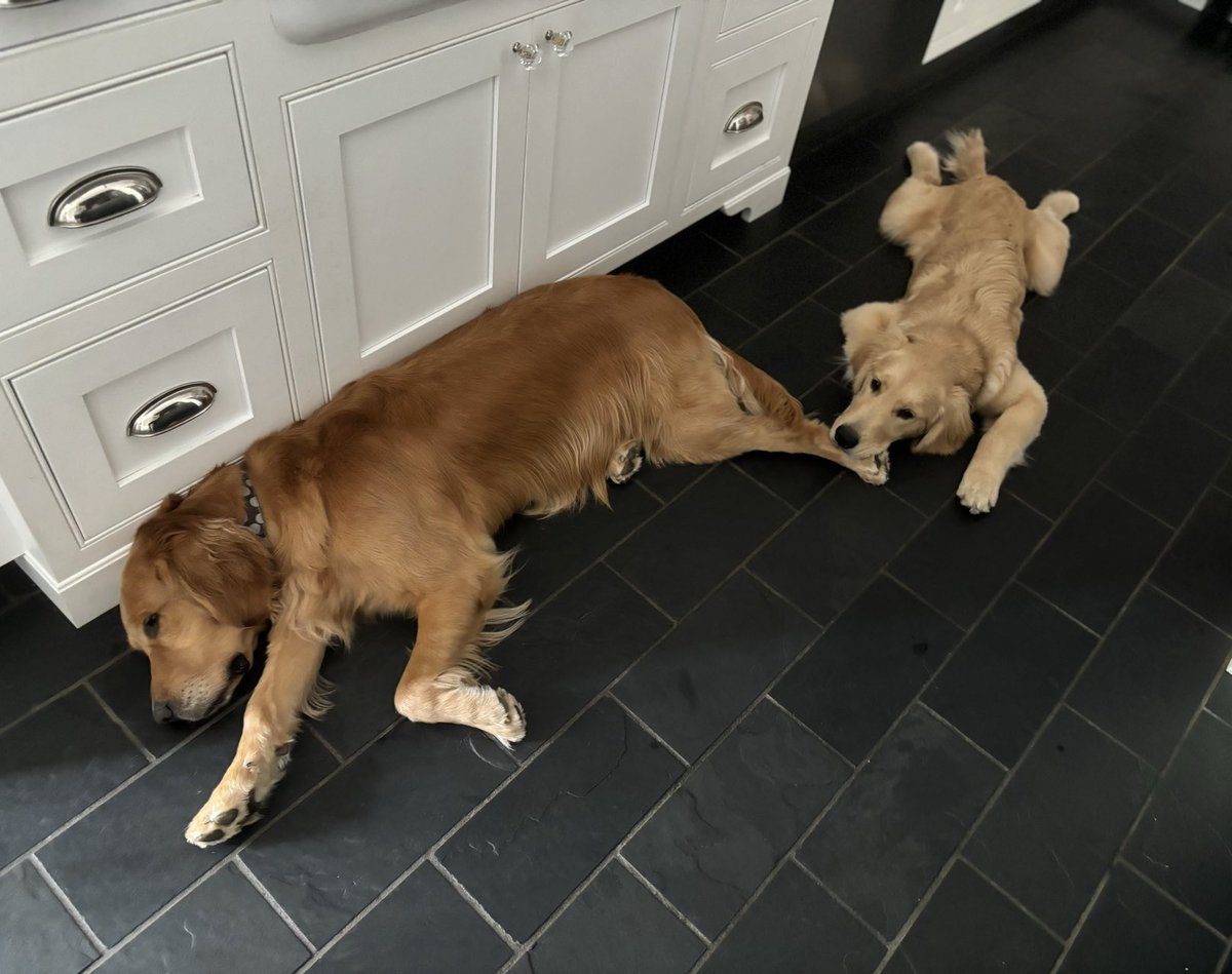Puppy Maisie must sleep touching big sis Nelly.  Even if it is just her paw.  #GoldenRetriever