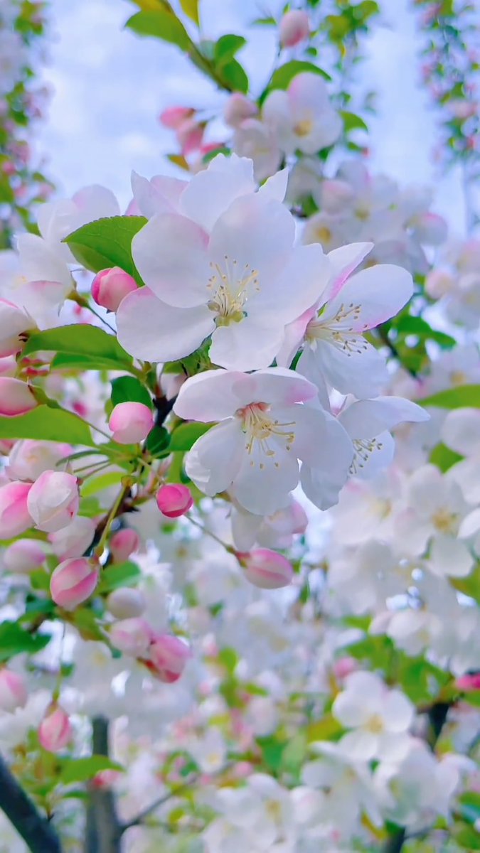 audavargas25's tweet photo. #HappyNewMonth 🌸
#DearFriends 💕
Today I give you
A ray of light to iluminate your path
Some affection to relieve your fatigue 🤗
My best wishes for harmony in your life 
A sweet prayer🙏For God to bless you at all the times
My heart that always accompany you 💞
#LoveFromPeru 💖 https://t.co/yzvnwTfqY6