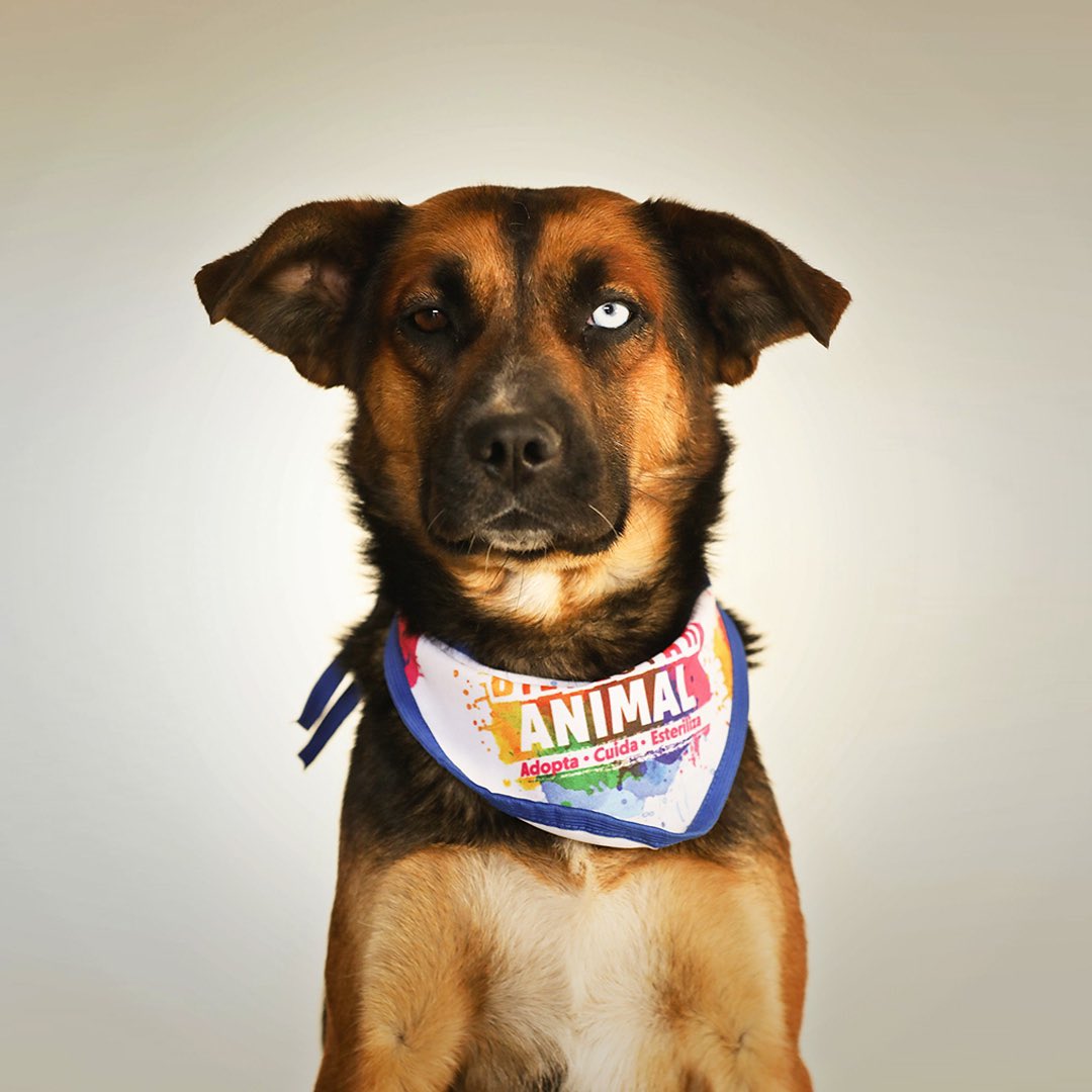 UBAQuito's tweet photo. 🐶 #AdopcionesUBA | ¿Ya te derretiste de ternura?

Te traemos la razón perfecta para hacerlo, disfruta de estas hermosas fotografías de nuestros animales que están listos para ser adoptados. 

1. Napoleón
2. Alegría
3. Leina
4. Ringo

Con adopciones responsables, #QuitoRenace🍃 https://t.co/udhB07vUHM