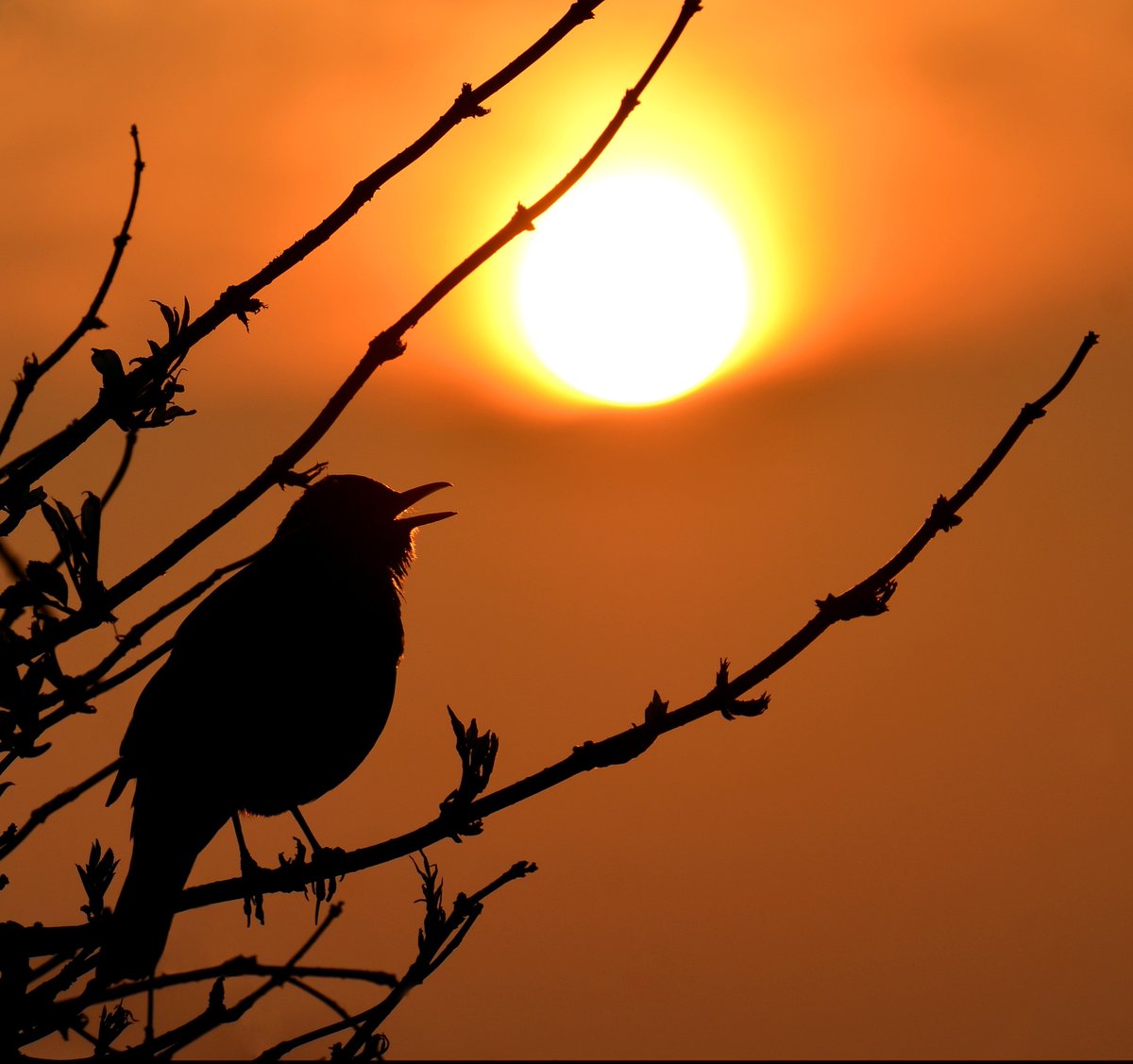 Carl Bovis (@carlbovisnature) on Twitter photo As it's Friday, I'm asking all my followers to please retweet (and comment) on this post if you see it, to help my bird account be seen!ππ
 To make it worth sharing, here's a Blackbird singing to the setting sun!  ππ¦
 Thank you very much! π As it's Friday, I'm asking all my followers to please retweet (and comment) on this post if you see it, to help my bird account be seen!ππ
 To make it worth sharing, here's a Blackbird singing to the setting sun!  ππ¦
 Thank you very much! π