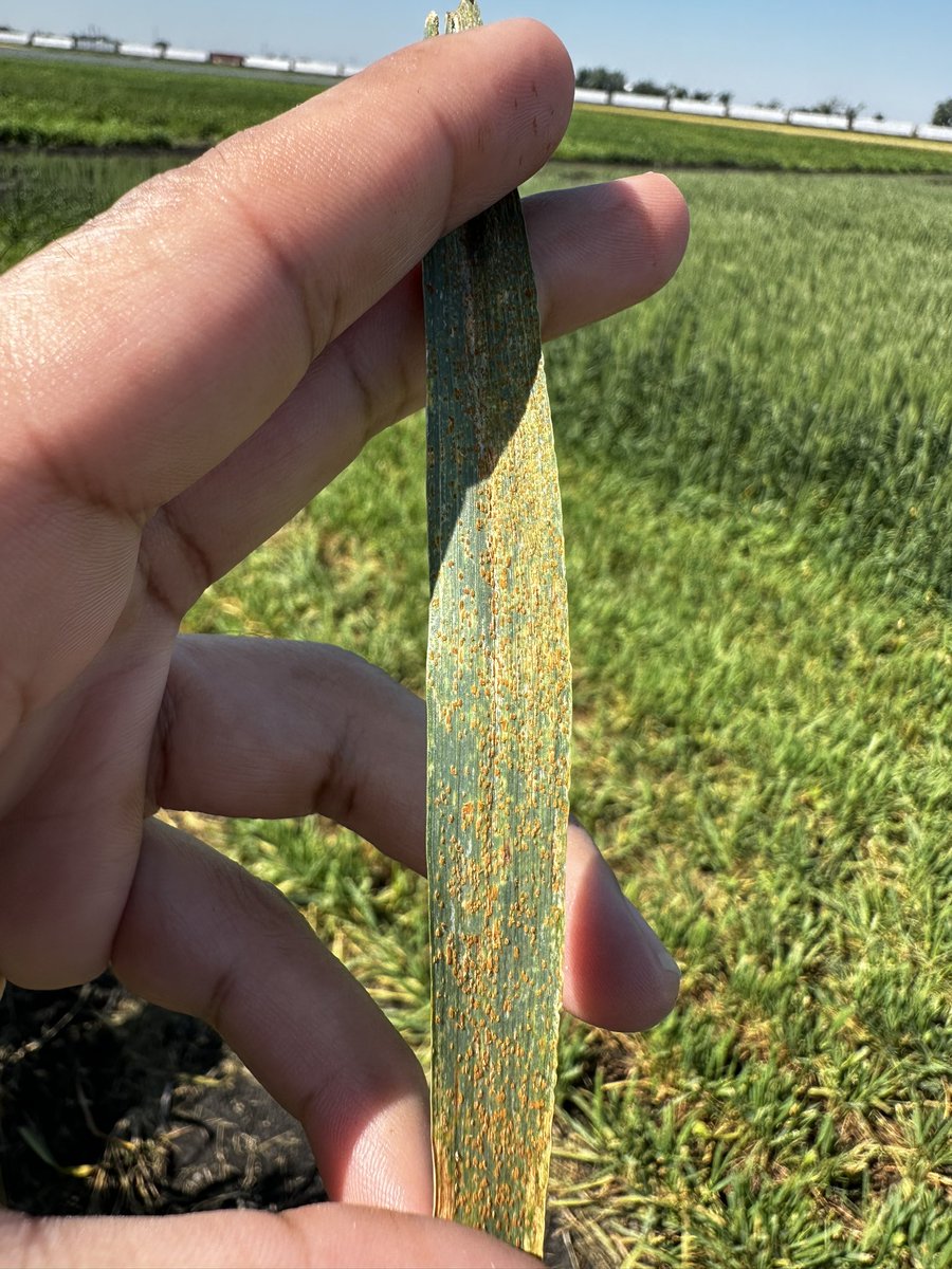 rustpathology's tweet image. Leaf rust inoculated nursery in Fargo, ND. Good infection to select resistant lines.