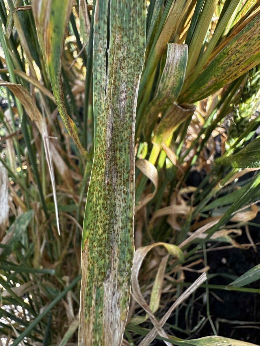 Leaf rust inoculated nursery in Fargo, ND. Good infection to select resistant lines.
