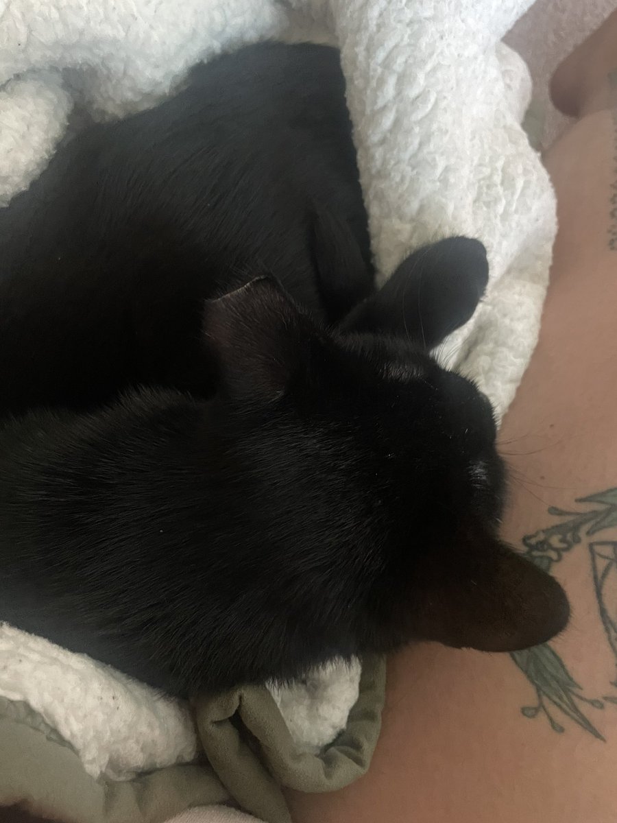 toe666knife's tweet photo. she’s literally been following me around all day just to crawl next to me or on top of me and nap https://t.co/DQta6UtXZ4