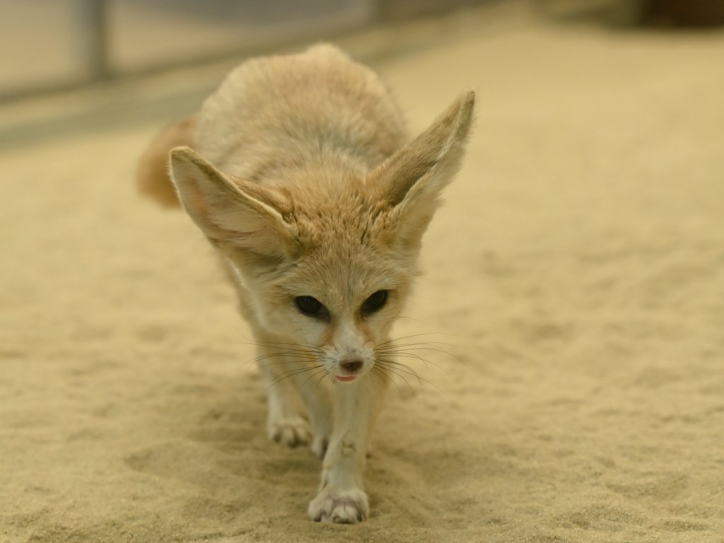ciao_0w0's tweet photo. フェネックのソフィ🌊🦊

#アクアマリンふくしま https://t.co/eY6rvqHKgD