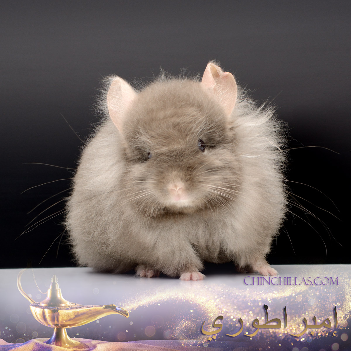 良品▽EMPRESS エンプレス チンチラ CHINCHILLA 大判 本毛皮ショール