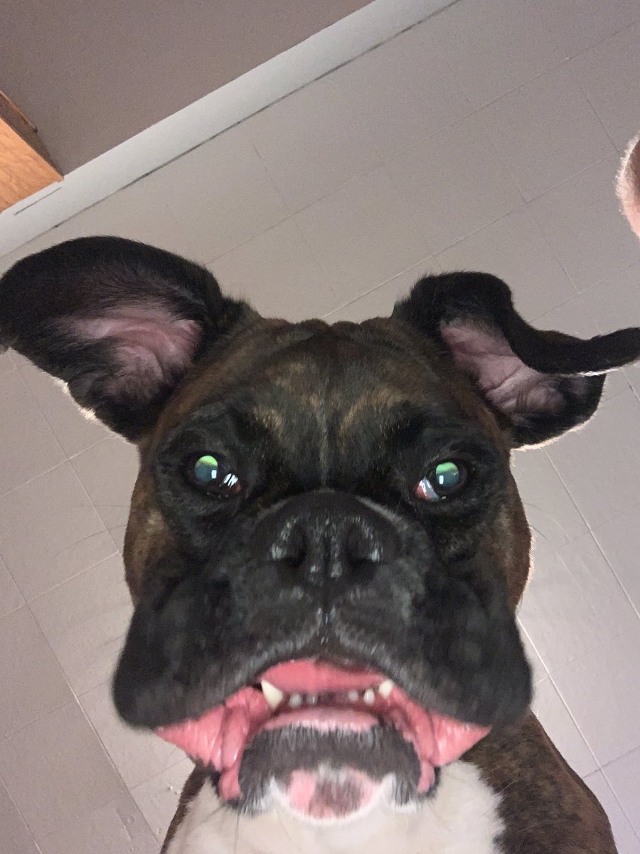 Max the Boxer tweet media