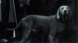 ResulAYDIN55's tweet photo. Atatürk'ün köpeği Fox.

Bir gün Fox,
Atatürk'ün elini ısırır,
Fox'u çiftliğe götürüp kontrol altına alırlar.
Bir süre sonra;
Çiftlik baytarları tarafından iğne ile,  gerekli testlerin yapılabilmesi için! Atatürkün de onayı ile vurularak hayatına son verilir. https://t.co/jxMqSmDIZm