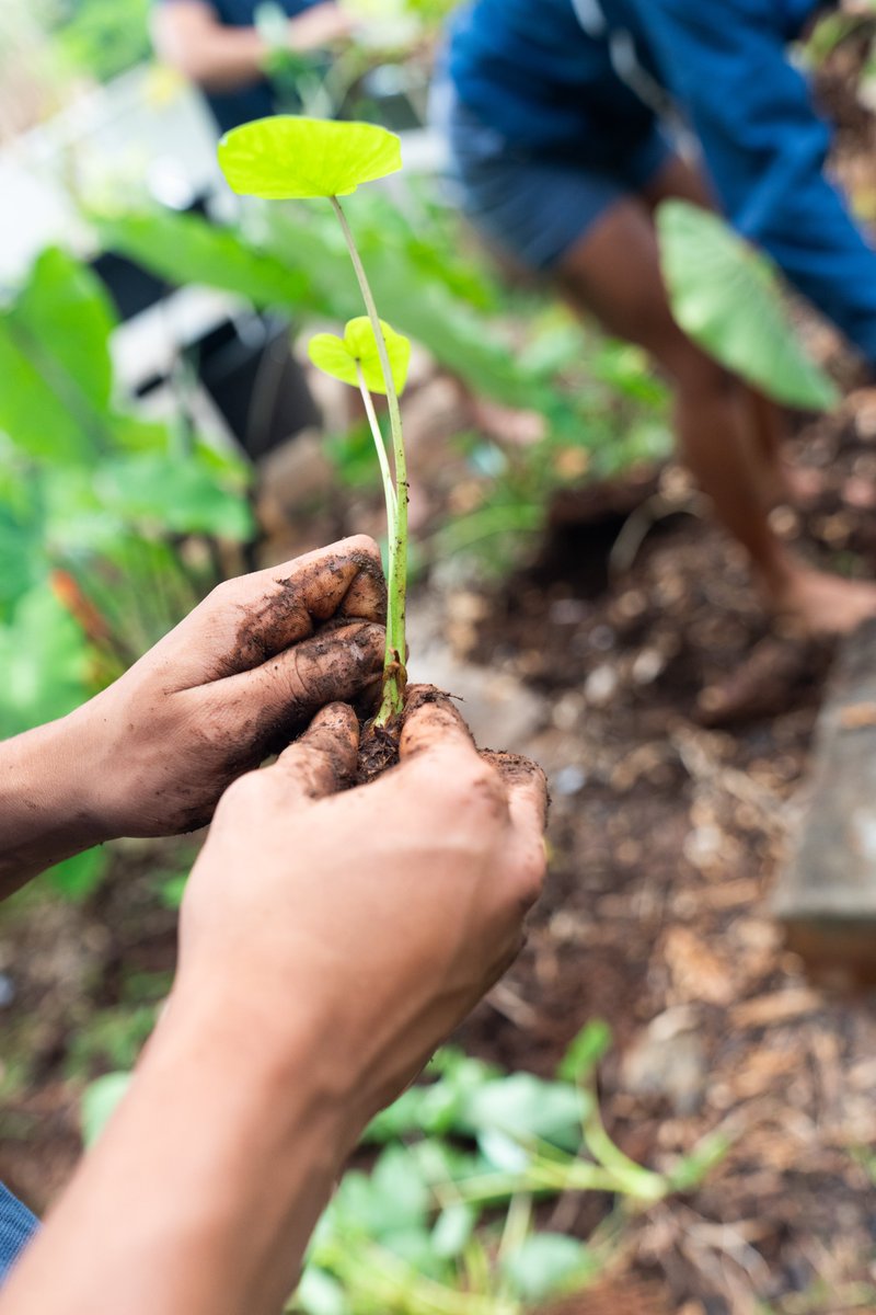 Kamehameha Schools tweet media