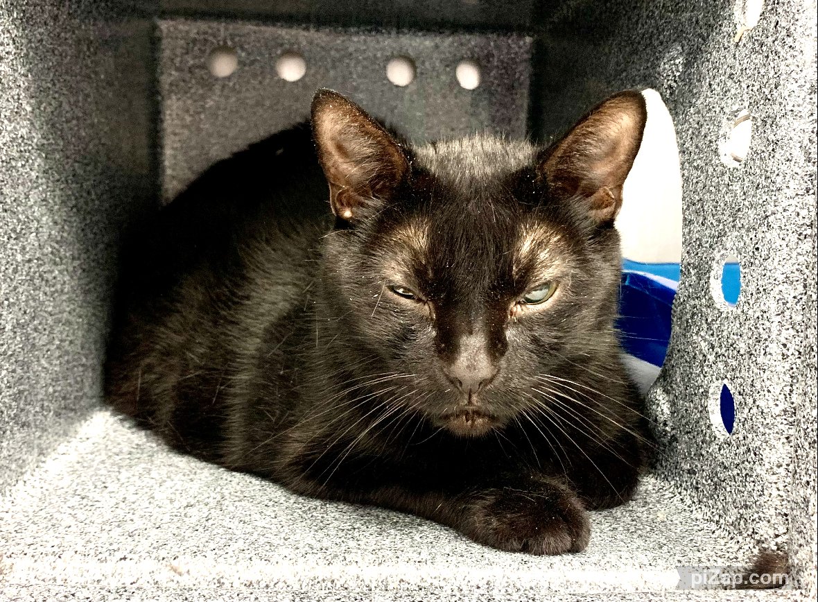 NYCDEATHROWCATS's tweet photo. THERE ARE 32 ANIMALS ( 10 CATS &amp; 22 DOGS)  AT RISK FOR SATURDAY 8/3/24 DEADLINE IS NOON. PLEASE SHARE, FOSTER, ADOPT, TAG FRIENDS, POST TO SOCIAL MEDIA SITES, PLEDGE TO  HELP SAVE THEIR LIVES. NEW PHOTOS https://t.co/Rt2PL8RIF6 https://t.co/ZDlBJRweJH
