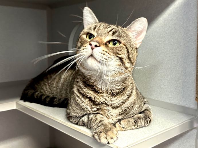 NYCDEATHROWCATS's tweet photo. THERE ARE 32 ANIMALS ( 10 CATS &amp; 22 DOGS)  AT RISK FOR SATURDAY 8/3/24 DEADLINE IS NOON. PLEASE SHARE, FOSTER, ADOPT, TAG FRIENDS, POST TO SOCIAL MEDIA SITES, PLEDGE TO  HELP SAVE THEIR LIVES. NEW PHOTOS https://t.co/Rt2PL8RIF6 https://t.co/ZDlBJRweJH