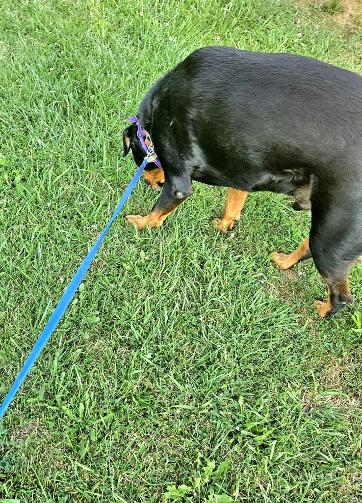 annielynnshea's tweet photo. Day 1: Parents
"It was WAY too hot for proper outside play today, so instead, I dragged Mom around our yard for walkies. I celebrated #RespectForParentsDay by making Mom melt!" πΎπΎππ€£
#PostAFavPic4VioletAug24
#DogsofTwitter
#DogsofX https://t.co/pGceDOphMi