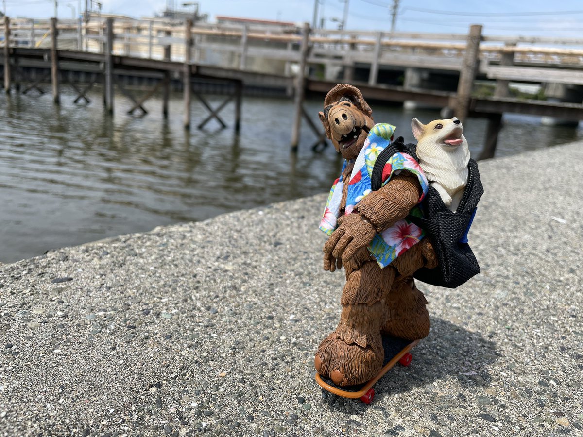 ChodeeHobby's tweet image. Let’s go!
#toyphotography #welshcorgi #dog #alf #corgi  #skateboard #アルフ #コーギー #ウェルシュコーギー #犬 #オモ写