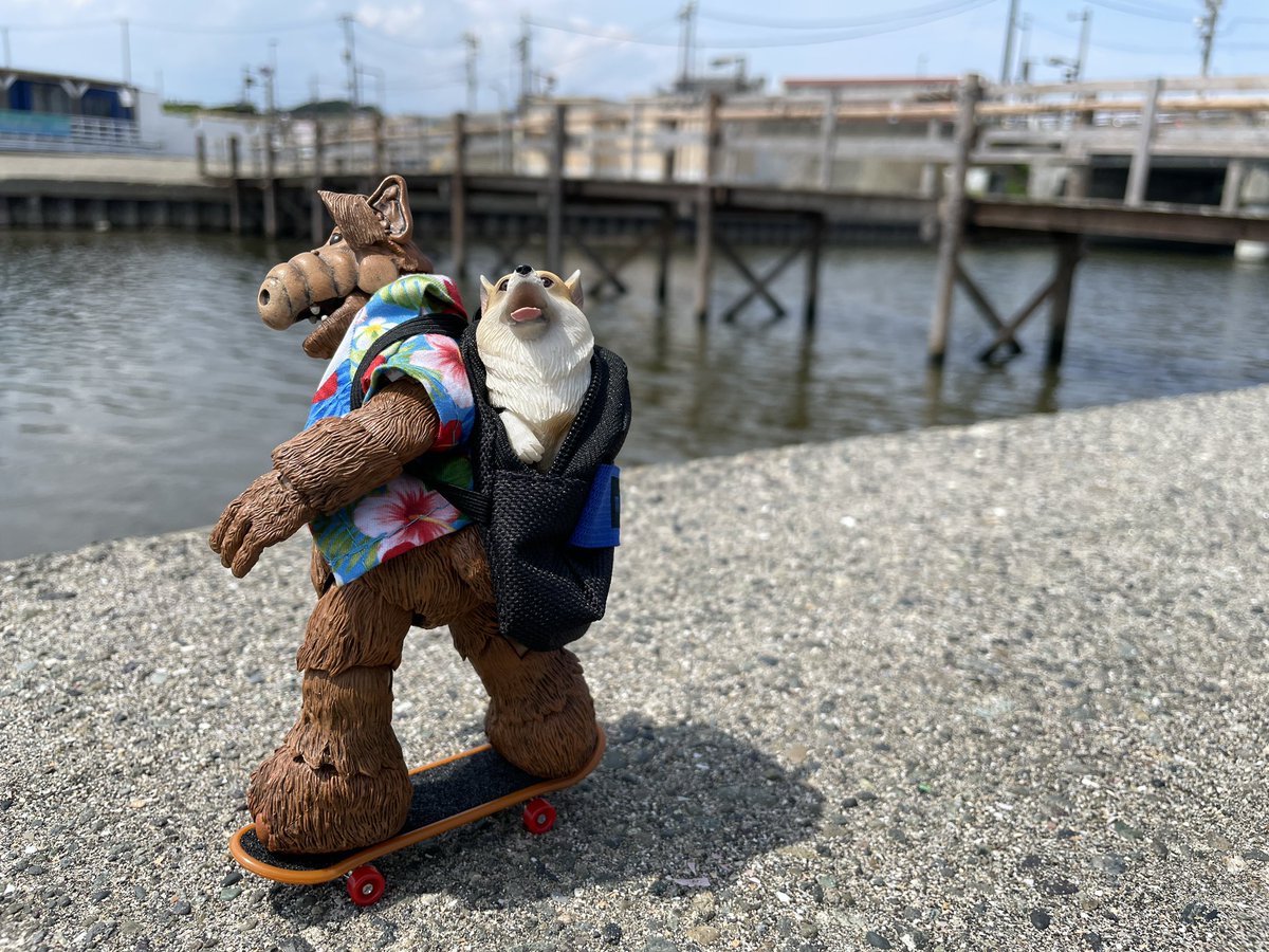 ChodeeHobby's tweet image. Let’s go!
#toyphotography #welshcorgi #dog #alf #corgi  #skateboard #アルフ #コーギー #ウェルシュコーギー #犬 #オモ写