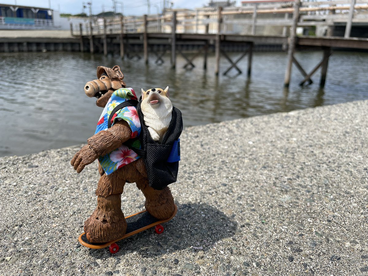 ChodeeHobby's tweet image. Let’s go!
#toyphotography #welshcorgi #dog #alf #corgi  #skateboard #アルフ #コーギー #ウェルシュコーギー #犬 #オモ写