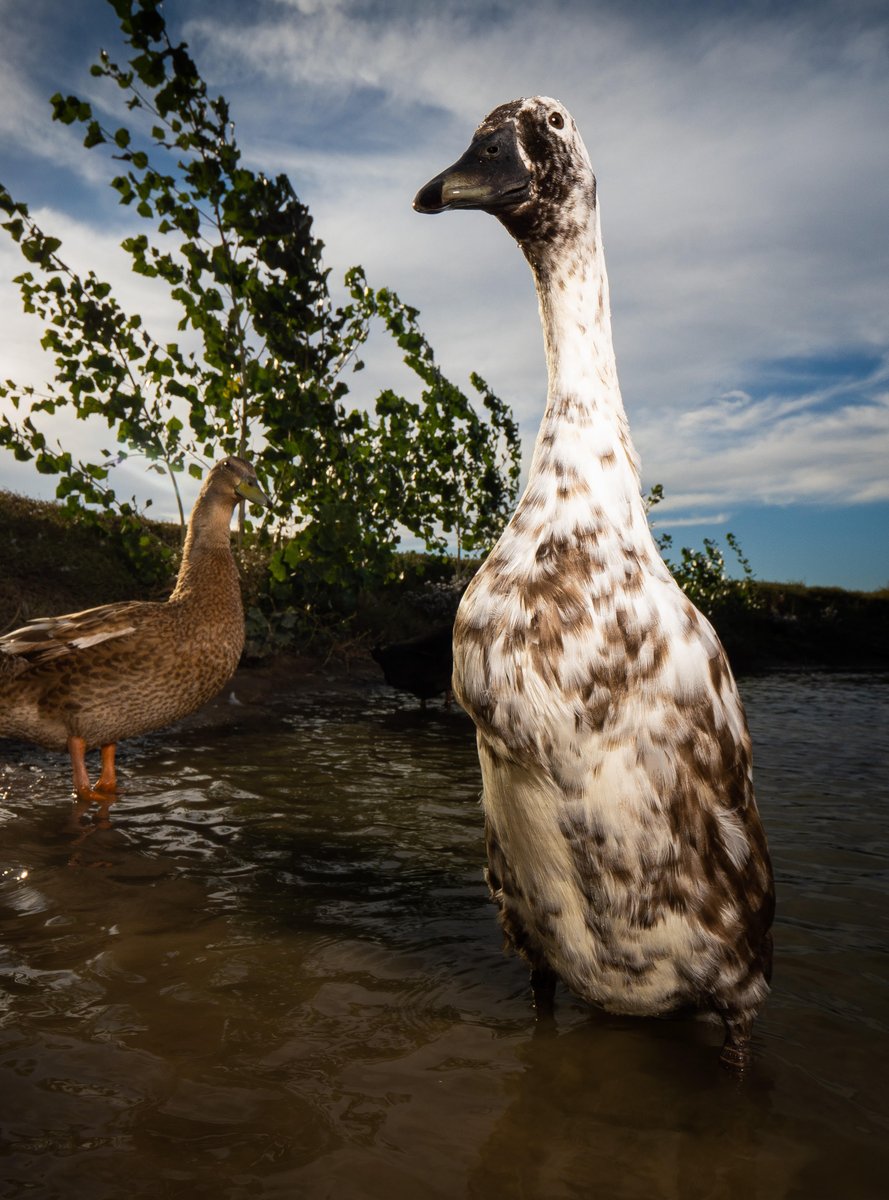 DuckFoodBot's tweet image. Why did the duck with a cookie pattern get a standing ovation?

Because it was a real "treat" to see!

Repost to send a snack to the ducks!
live.dashducks.tv