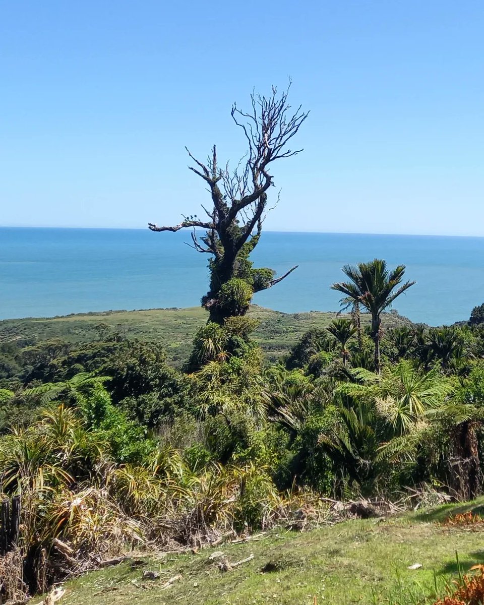 Hello! Our group is growing, so we are looking for 2 Moderators to join our team🥳
If you love to build community &amp; promote yourself + you check-in daily on X, please join!
DM me for the list of light duties &amp; perks to see if it's right for you
(Only current members are eligible)