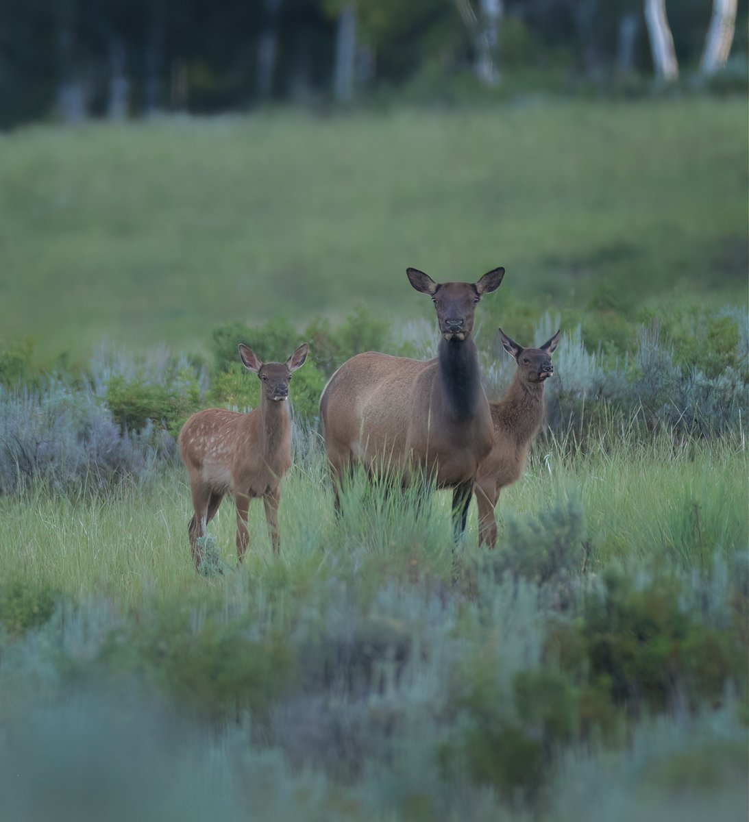 Here are some pictures of baby deer and elk, just because. Happy Friday!, image size:1093x1200